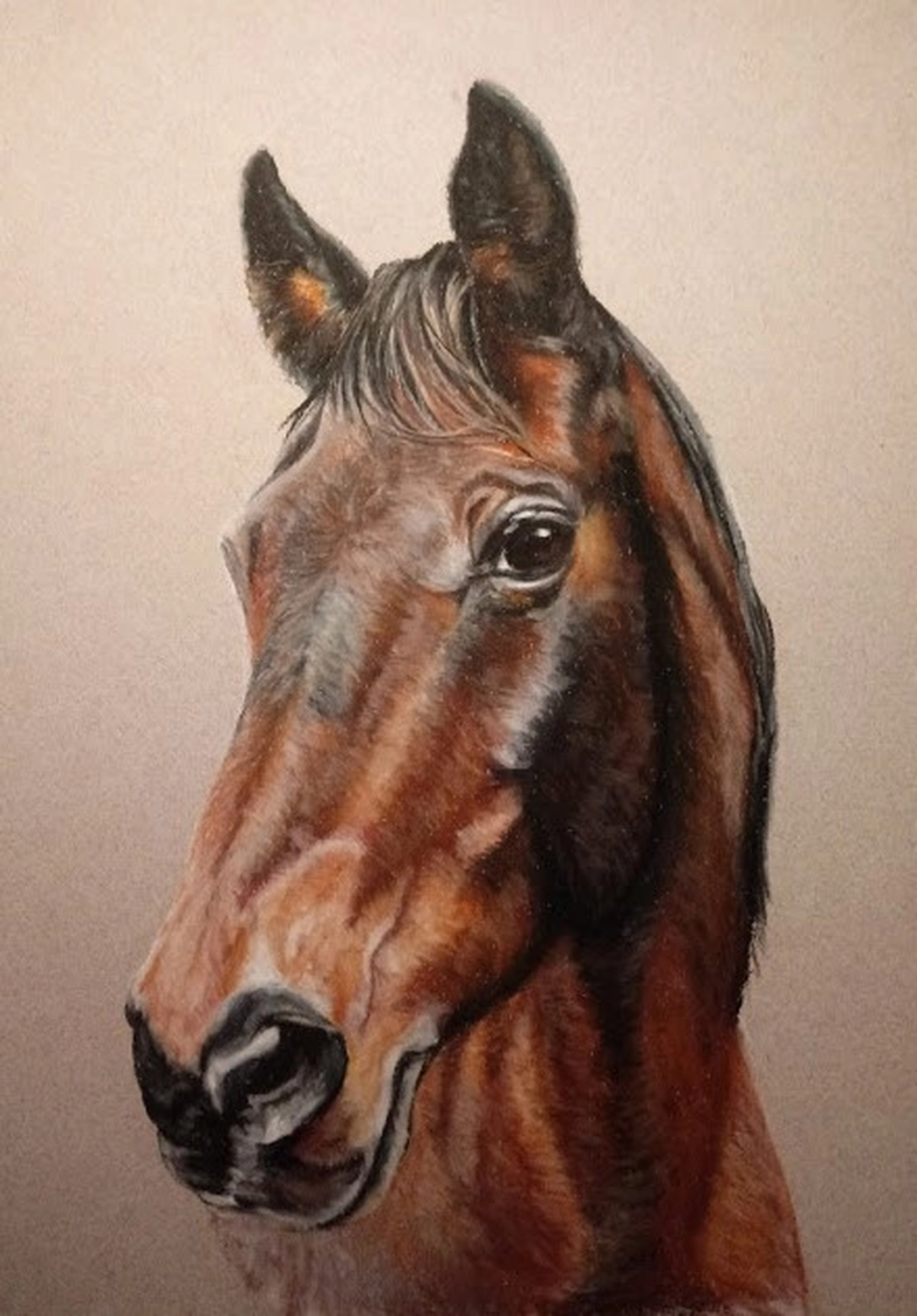 Mit Herz und Farbe - Künstler - Pferd